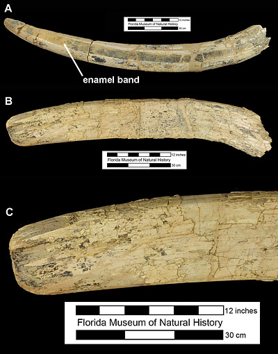 Figure 4. Upper and lower tusks of Amebelodon britti from the Moss Acres Racetrack Site, Marion County, Florida. A, lateral view of UF 69994, upper tusk with enamel band indicated. B, dorsal view of UF 97269, lower tusk. C, close-up of distal end of UF 97269.