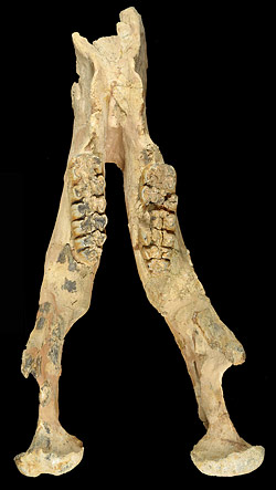 Holotype mandible of this species from the Moss Acres Racetrack Site, Marion County, Florida.