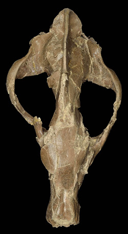 Ventral view of skull, UF 162723