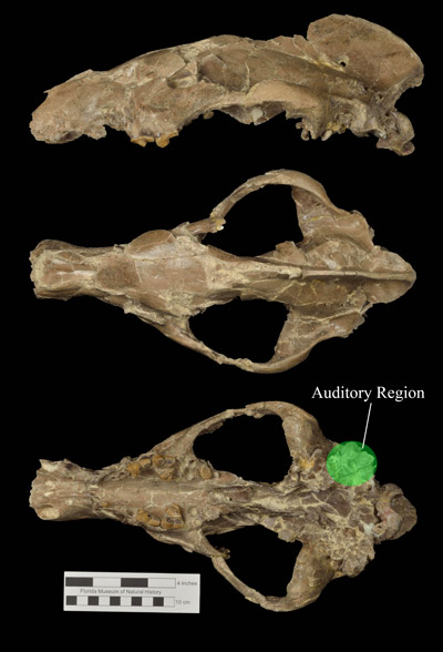 Figure 2. UF 162723, skull of Amphicyon longiramus, with diagnostic auditory region highlighted, in left lateral, dorsal, and ventral views. This relatively small individual is most likely a female.