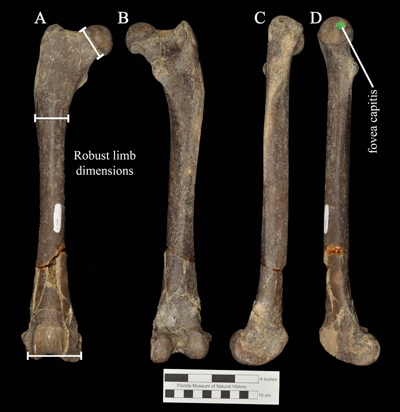Figure 4. Right femur (UF 176191) of Amphicyon longiramus. A, Anterior view, with robust portions of the femur enclosed in white brackets; B, posterior view; C, lateral view; D, medial view with fovea capitis highlighted. The fovea capitis is positioned more posteriorly in amphicyonids adapted for running.