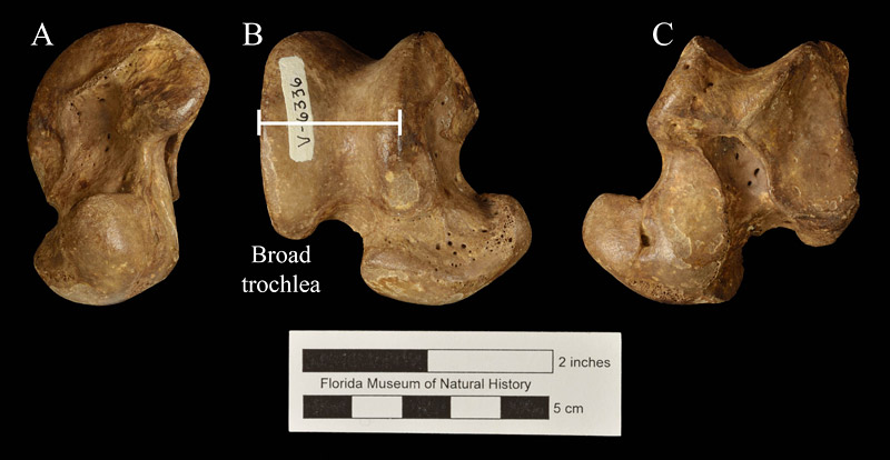 Figure 5. Right astragalus (UF/FGS 6336) of Amphicyon longiramus. A, Medial view; B, anterior view, with broad astragalar trochlea for articulation with the tibia enclosed in white brackets. The trochlea is much narrower in amphicyonids adapted for running; C, posterior view.