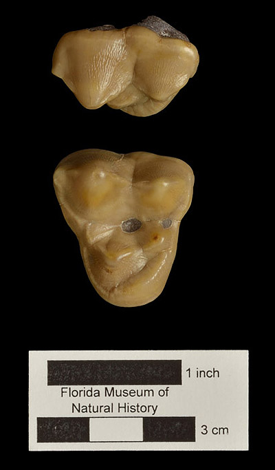 Figure 5. UF 165019, left upper M1 of Amphicyon longiramus from Thomas Farm. Above, lateral or buccal view; below, occlusal view.