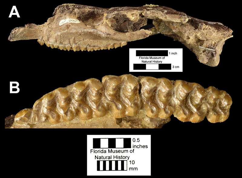 Figure 2. A, left lateral view of UF 3257, crushed skull of Archaeohippus blackbergi from Thomas Farm, Gilchrist County, Florida. B, left upper cheek teeth (first through fourth premolars and first through third molars) of UF 3257. Note relatively small size of third molar (the rightmost tooth in B) compared to the adjacent second molar.