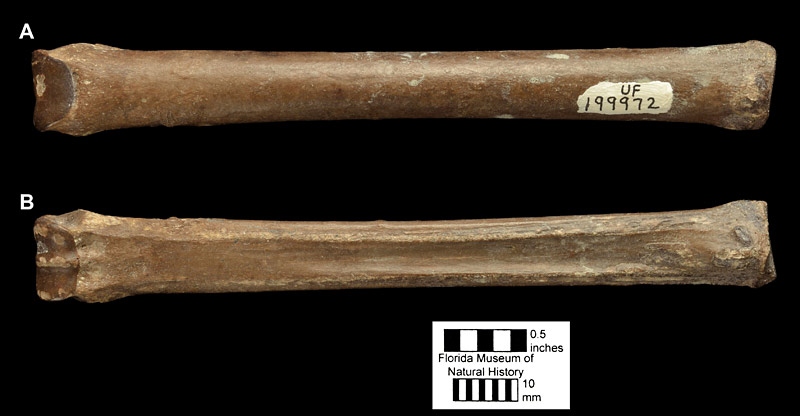 Figure 3. UF 199972 in anterior (A) and posterior (B) views. Right third metacarpal of Archaeohippus blackbergi from Thomas Farm, Gilchrist County, Florida.