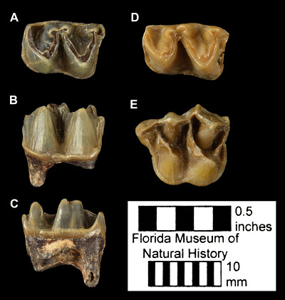 Figure 4. Teeth of Archaeohippus blackbergi. A, occlusal, B, lateral, and C, medial views of UF 270640, left lower third premolar from Thomas Farm, Gilchrist County, Florida. D, occlusal view of UF/FGS 9927, left lower third premolar from Midway Mine, Gadsden County, Florida. E, occlusal view of UF 270240, left upper second premolar from Thomas Farm.