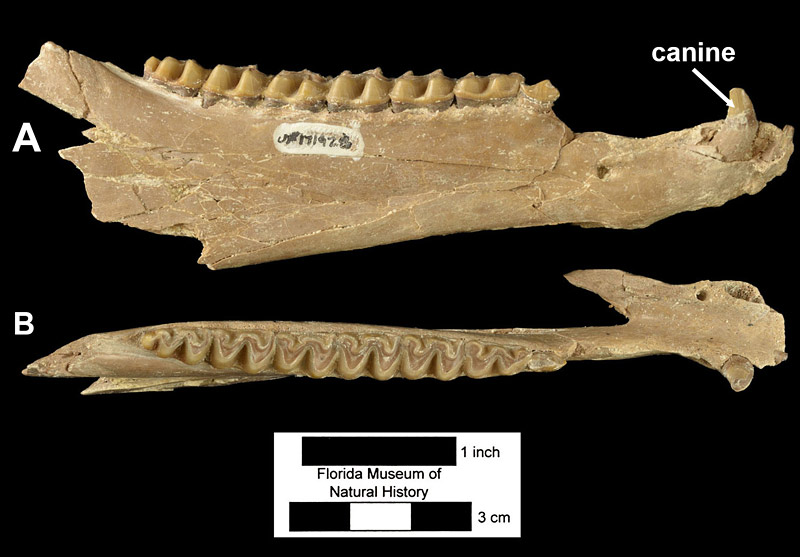 Figure 5. A, lateral, and B, occlusal, views of UF 171928, right mandible of Archaeohippus blackbergifrom Thomas Farm, Gilchrist County, Florida, with canine, first deciduous premolar, second through fourth premolars, and first through third molars. Anterior to right. Note relatively large size of canine tooth.