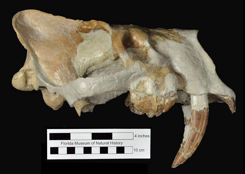 Figure 2. UF24447, holotype skull of Barbourofelis loveorum. This specimen retains deciduous upper canines, but is of adult-size and has fully erupted and well worn adult fourth premolars. It also shows the complete post-orbital bar, a characteristic of this genus (Schultz et al., 1970).