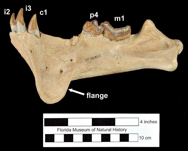 Figure 3. UF 36855, left mandible of Barbourofelis loveorum with second and third incisors, lower canine, fourth premolar, and first molar. Note the very large mandibular flange, very low coronoid process, and relatively small size of the canine (about equal to third incisor).