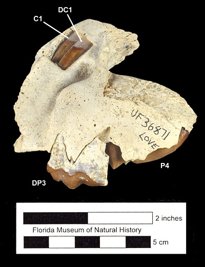 Figure 4. UF 36871, an almost complete left maxilla and lacrimal of a juvenile Barbourofelis loveorum. Pictured is a deciduous upper premolar (DP3) and an erupting, unworn fourth premolar (P4). Note the deciduous and permanent canines still housed side-by-side in the maxilla, unerupted. This specimen suggests that Barbourofelis loveorum had delayed eruption of their DC1s (Bryant, 1988).