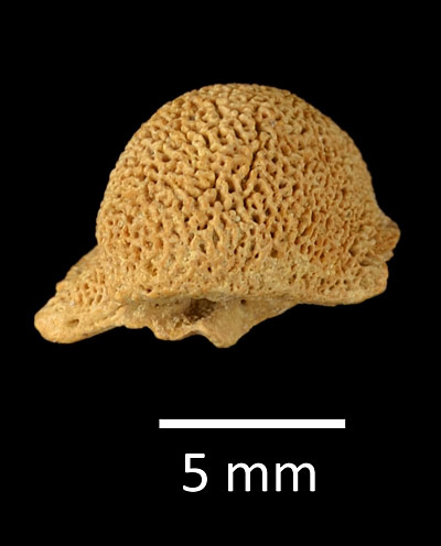 Figure 2. UF 222916, holotype of Bufo defensor from Inglis 1A, Citrus County. Right frontoparietal in dorsal view, anterior is towards the top of the page. Note the large supraorbital crest on the lateral (right) side, and the slightly concavity on the medial (left) side.