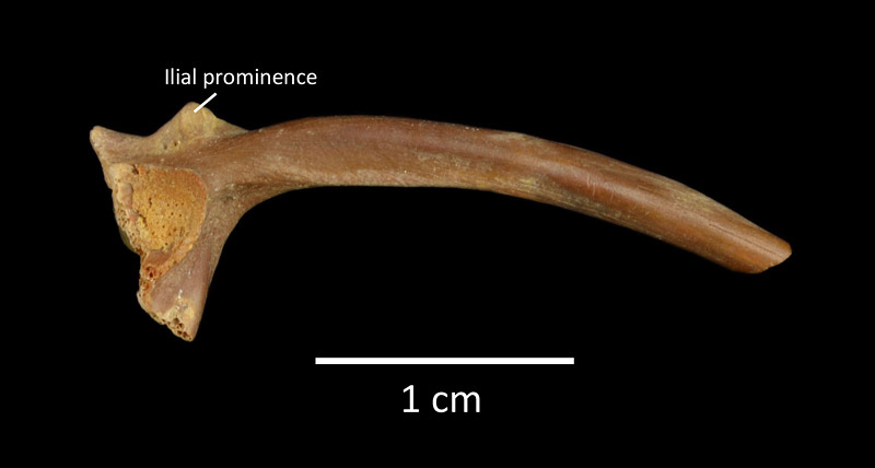 Figure 4. UF 222915, right ilium of Bufo defensor from Inglis 1A in lateral view, anterior to the right.