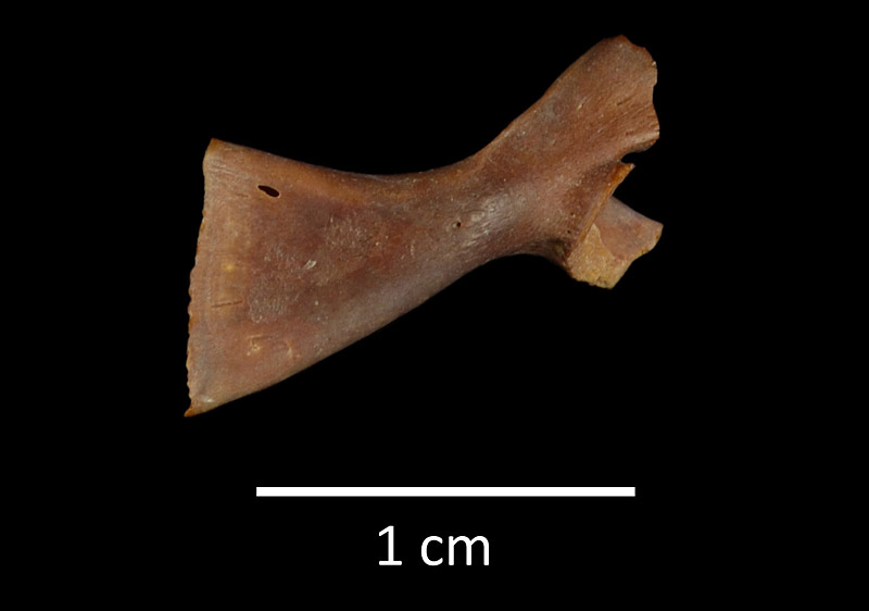 Figure 5. UF 223011, right scapula of Bufo defensor from Inglis 1A in ventral view.