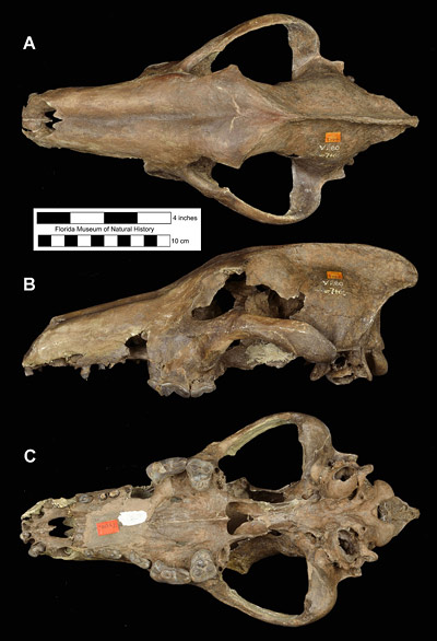 Figure 2. UF/FGS 280, partial skull of Canis dirus with right I1, I3, P1-P4, M1 and left P1, P4, M1 and braincase, from the Vero Canal Site, Indian River County, Florida. This is the holotype specimen of Canis ayersi Sellards, 1916, now considered a junior synonym of Canis dirus. A, dorsal view; B, lateral view; C, ventral view. Some restoration has been done on its palate and snout.