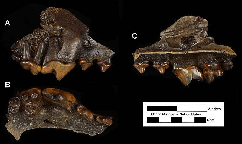 Figure 3. UF 3988, right partial maxilla of Canis dirus with P2-M2 from Hornsby Springs, Alachua County, Florida; late Pleistocene. A, lateral view; B, ventral (occlusal) view; C, medial view.