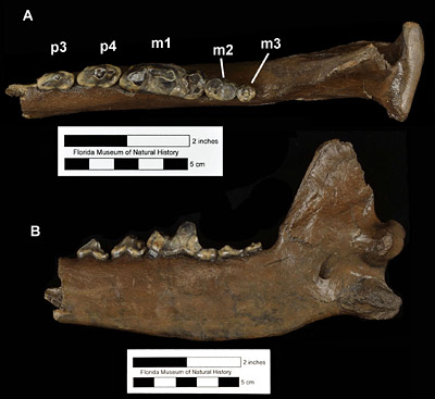 Figure 4. UF 2259, right partial mandible with p3-m3 of Canis dirus from Bradenton 51st Street site, Manatee County, Florida; late Pleistocene. A, occlusal view; B, medial view.