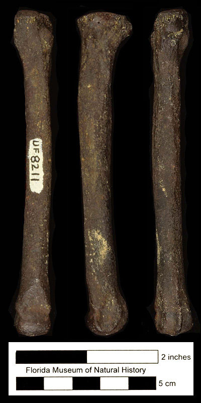 Figure 6. UF 8211, metatarsal 4 of Canis dirus in anterior, medial, and posterior views (left to right), from the Ichetucknee River, Columbia County, Florida; late Pleistocene. Such a long, slender distal leg bone is characteristic of dire wolves from eastern and central North America.