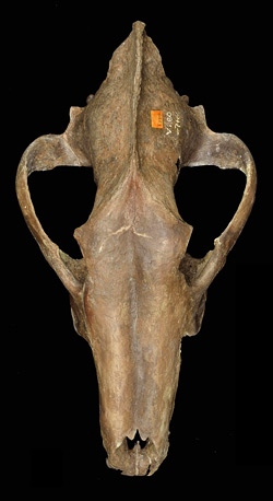 UF/FGS 280, partial skull of this species