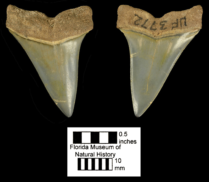 Figure 2. UF 3772 in lateral or labial (left) and inner or lingual (right) views. Left upper tooth ofCarcharodon hastalis from Hume Hall Creek, University of Florida campus, Gainesville, Florida (early or middle Miocene).