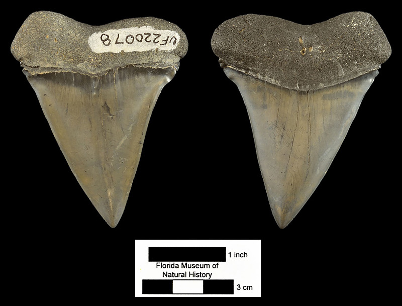 Figure 3. UF 220078 in lateral or labial (left) and inner or lingual (right) views. Left upper anterior tooth of Carcharodon hastalis from the Fort Green Mine, Hardee County, Florida (early Pliocene). This is an example of the broad-form variety of Carcharodon hastalis, which some paleontologist refer to a separate species, such as Cosmopolitodus xiphodon.