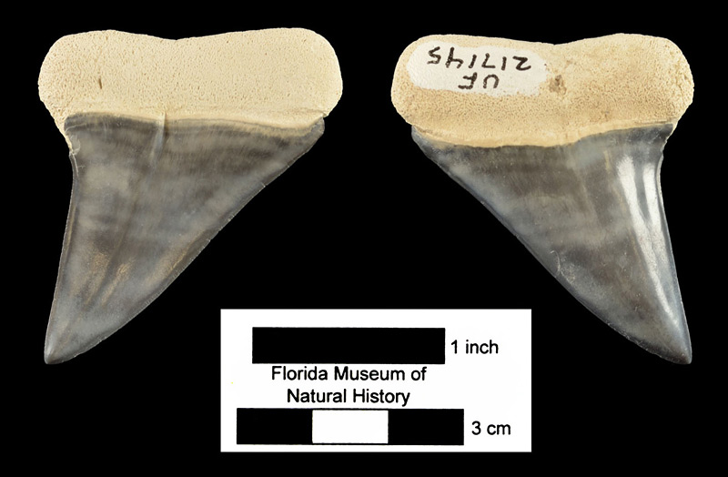 Figure 4. UF 217145 in lateral or labial (left) and inner or lingual (right) views. Right upper lateral tooth of Carcharodon hastalis from the Kingsford Mine, Polk County, Florida (early Pliocene).