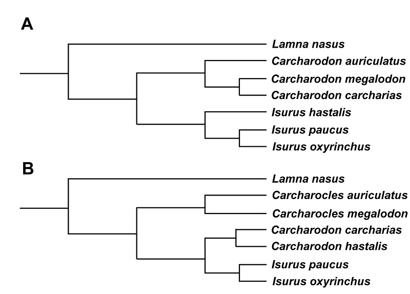 Figure 5. Two hypotheses concerning the evolutionary relationships of selected species of lamnid sharks. A, traditional hypothesis in which the great white, Carcharodon carcharias is more closely related to the extinct megalodon than it is to the mako sharks, genus Isurus. B, alternate hypothesis, in which the great white, Carcharodon carcharias is more closely related to the extinct species "Isurus"hastalis. As Carcharodon carcharias is the type species of the genus Carcharodon, "Isurus" hastalismust be assigned to either Carcharodon or to its own genus Cosmopolitodus. The generic nameCarcharocles is the oldest one available for the extinct megatoothed sharks such as megalodon. Hypothesis A is favored by Applegate and Espinosa-Arrubarrena (1996), Purdy et al. (2001), and Gottfried and Fordyce (2001); hypothesis B is favored by Nyberg et al. (2006), Cione et al. (2012), and Ehret et al. (2012).