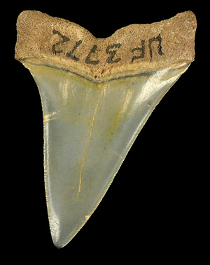 UF 3772, left upper tooth of this species