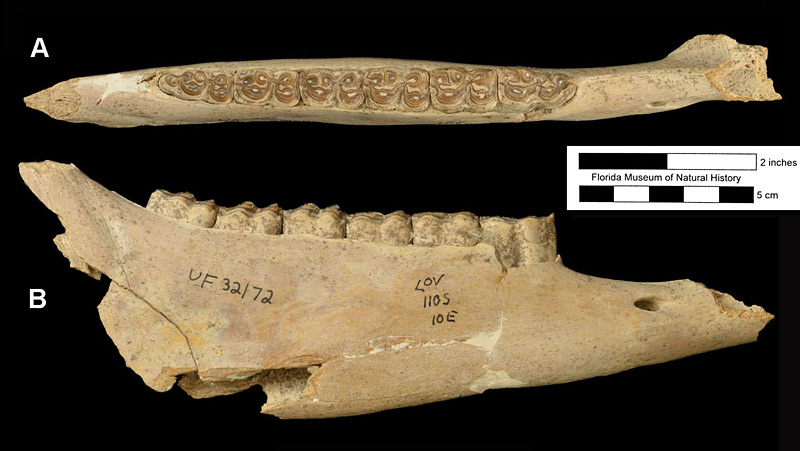 Figure 2. UF 32172, right mandible of Cormohipparion ingenuum with second premolar to third molar (p2-m3) from the Love Site, Alachua County, Florida; late Miocene. A, dorsal (occlusal) view; B, lateral view.