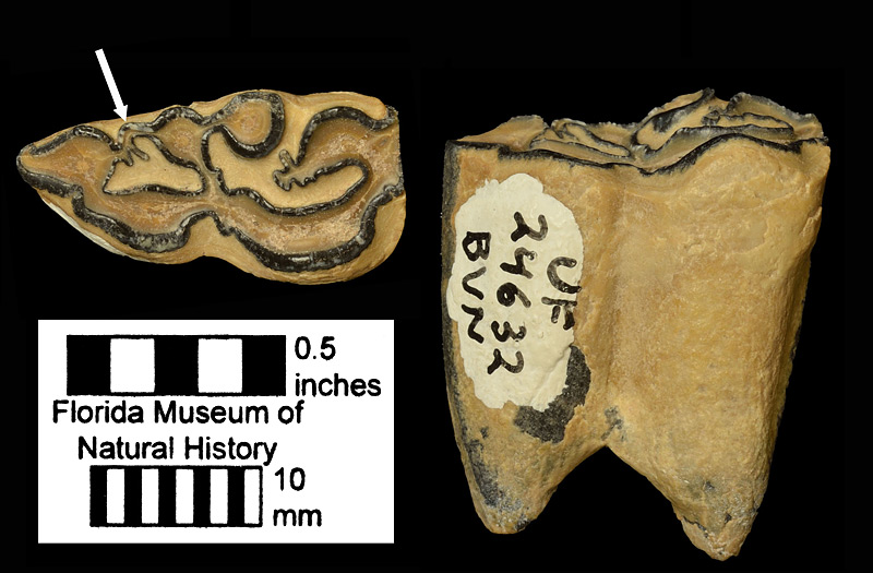 Figure 4. UF 24632, left lower second premolar (p2) of Cormohipparion ingenuum from the Nichols Mine Stream Matrix Site, Polk County, Florida; late Miocene. The arrow points to the enamel projection that runs from the metaconid to the paraconid. Such a projection is characteristic of this species and its descendant, Cormohipparion emsliei.