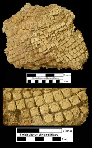 Dasypus bellus Florida Vertebrate Fossils