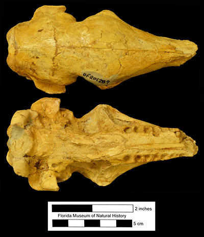 Figure 5. UF 201289, nearly complete skull of Dasypus bellus from Inglis 2A, Citrus County, Florida; early Pleistocene. Above, dorsal view; below, ventral view. This is the most complete skull known for the species.