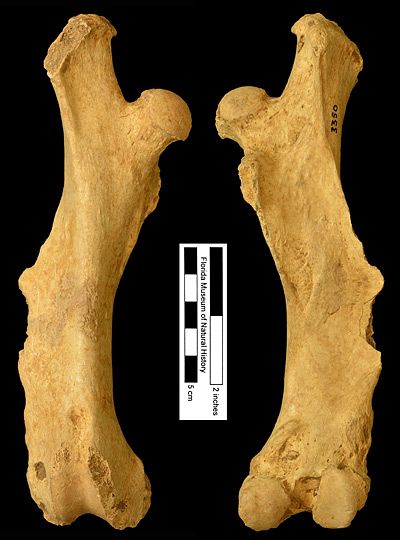Figure 6. UF 3350, right femur of Dasypus bellus from Haile 8A, Alachua County, Florida; late Pleistocene. Left, anterior view; right, posterior view.
