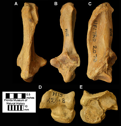 Figure 7. Ankle bones of Dasypus bellus from Haile 15A, Alachua County, Florida; early Pleistocene. A, posterior; B, anterior; and C, lateral views of UF/TRO 2070, right calcaneum. D, anterior; and E, posterior views of UF 16695, right astragalus.