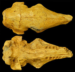 UF 201289, nearly complete skull