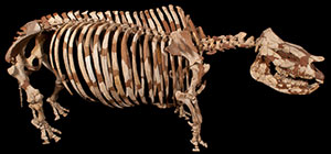 A skeleton of this species on display at the Florida Museum of Natural History