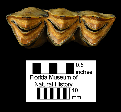 Figure 7. UF/TRO 03793, a deciduous lower fourth premolar (dp4) of Hemiauchenia macrocephala recovered from Inglis 1A, Citrus County, Florida. Like the third molar (Fig. 8), the dp4 has three curved lophs (selenes).