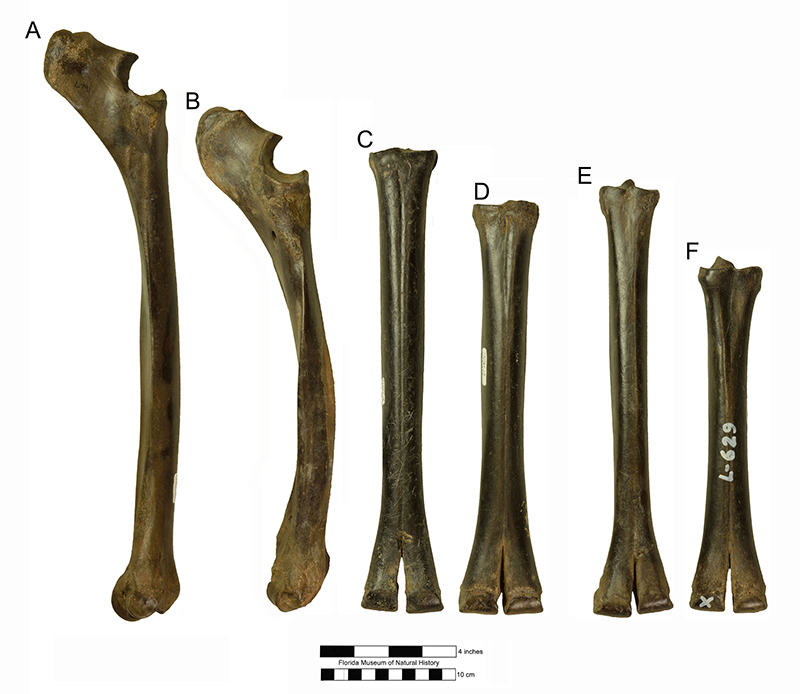 Figure 9. Comparison of limb bone length in Hemiauchenia macrocephala (A, C, E) and Palaeolama mirifica (B, D, F). A & B, radioulna; C & D, metacarpal; E & F, metatarsal. All specimens from Leisey Shell Pit 1A.