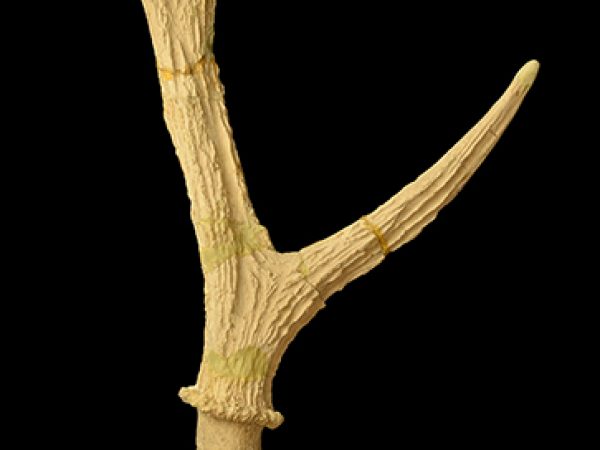 Eocoileus gentryorum