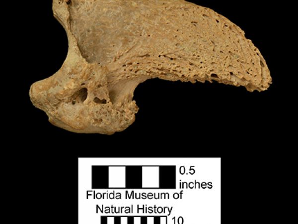 Indarctos oregonensis