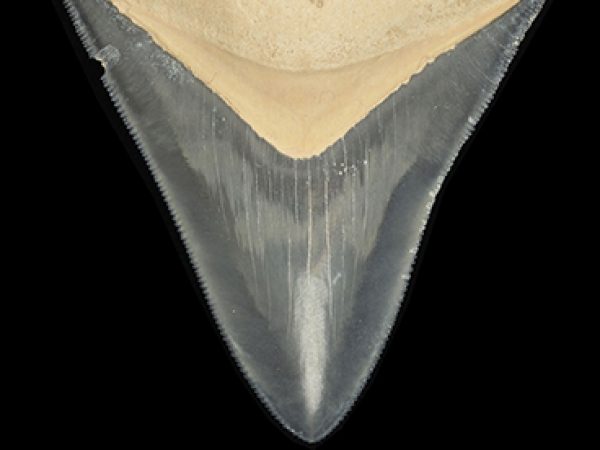 Carcharocles megalodon