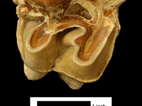 Aphelops malacorhinus