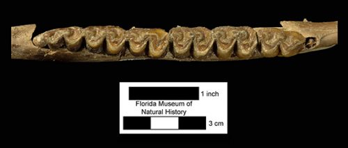 Parahippus leonensis