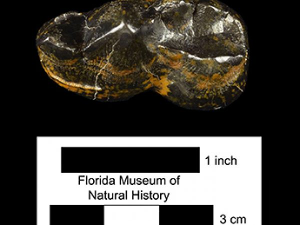 Agriotherium schneideri