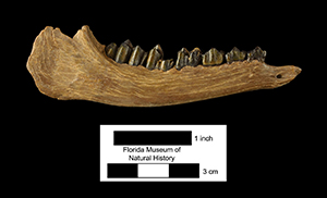 mandible of the small deer-like Pseudoceras from the Clarendonian of Florida