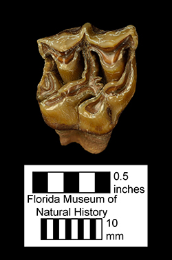 Upper molar of the characteristic Hemingfordian horse Parahippus from Florida