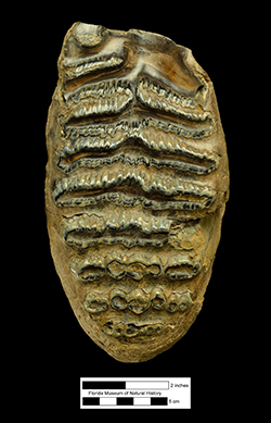 Mammuthus molar from the Irvingtonian of Florida