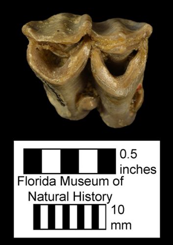 Prosynthetoceras texanus