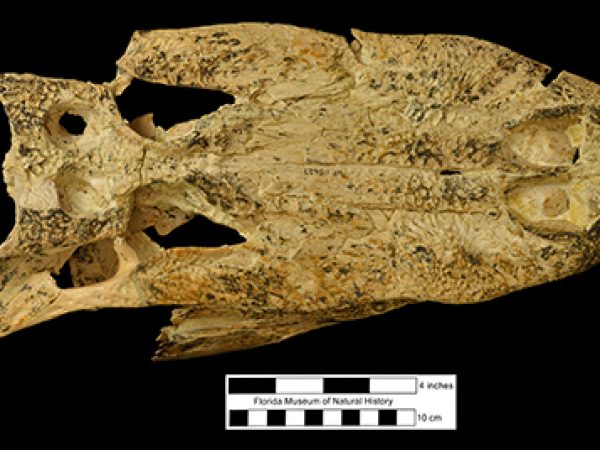 cf. Alligator mississippiensis (= Alligator meffordi)