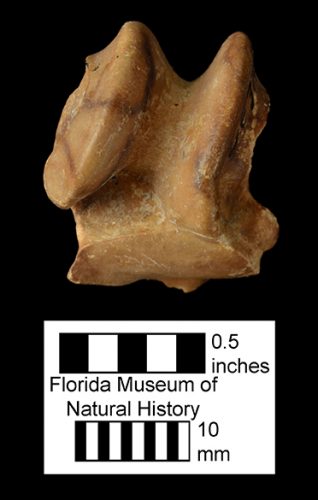 Archaeohippus blackbergi