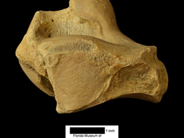 Thinobadistes wetzeli